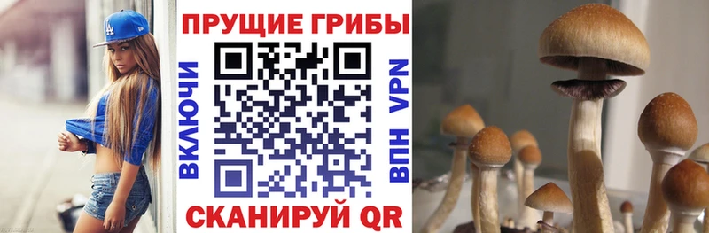 Купить  Рыбное  Псилоцибиновые грибы Cubensis 